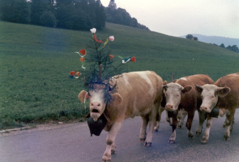 75.09 05 Désalpe de la maitaierie de l'Isle.jpg