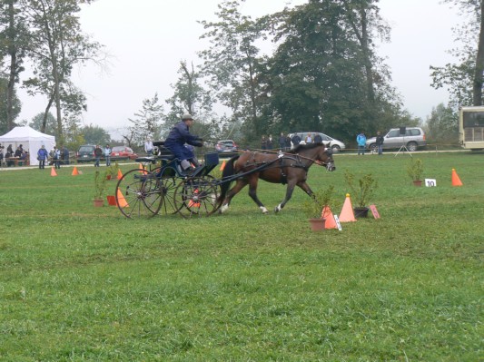 08.09.28 069  attelage.JPG