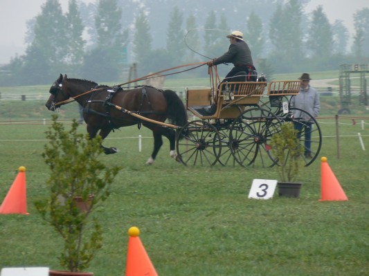 08.09.28 071  attelage.JPG