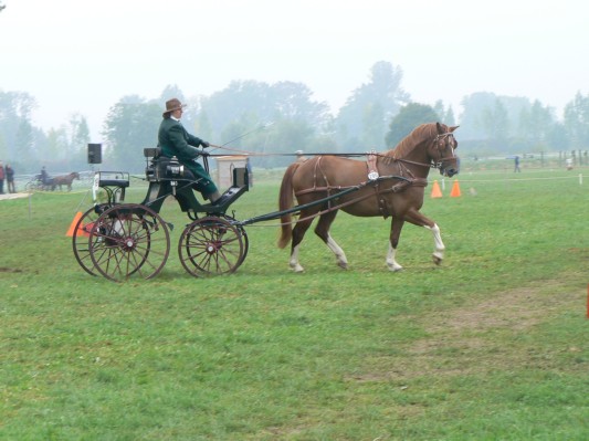 08.09.28 125  attelage.JPG