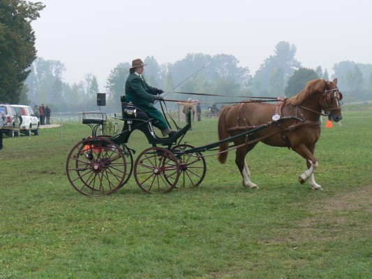 08.09.28 131  attelage.JPG