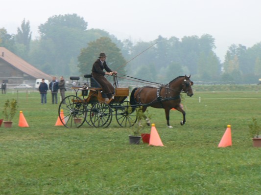 08.09.28 153  attelage.JPG
