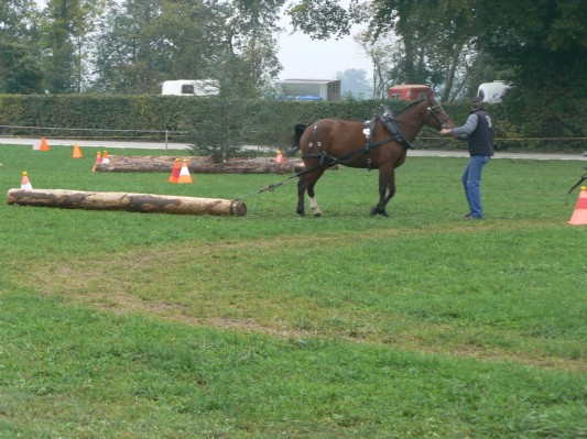 08.09.28 161  equi-débardage.JPG