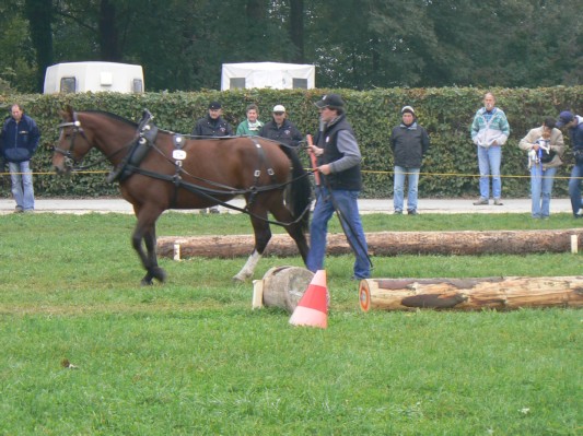 08.09.28 163  equi-débardage.JPG