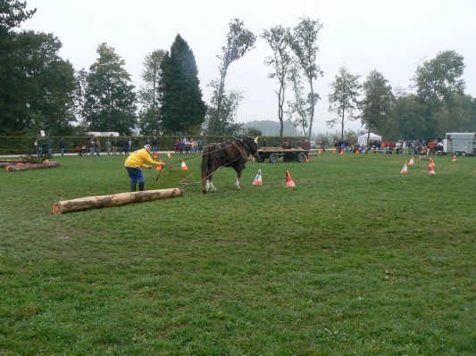 08.09.28 184  equi-débardage.JPG