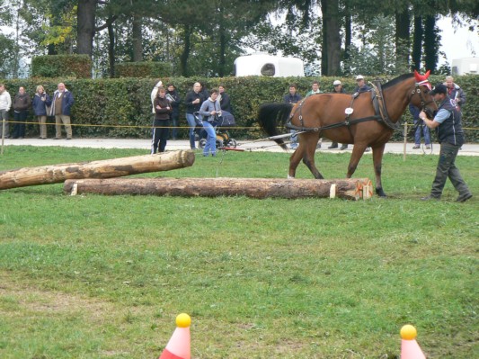 08.09.28 215  equi-débardage.JPG
