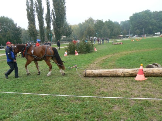 08.09.28 227  equi-débardage.JPG