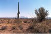 Désert de l'Arizona