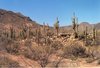 Désert de l'Arizona