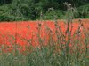 Coquelicots provencaux