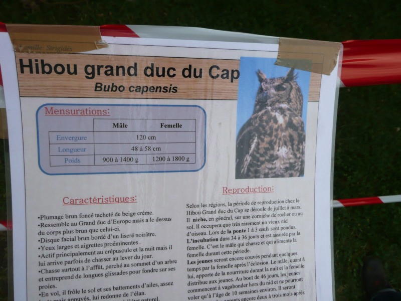09.08.08 21 Foire aux bestiaux de Fillinges.JPG