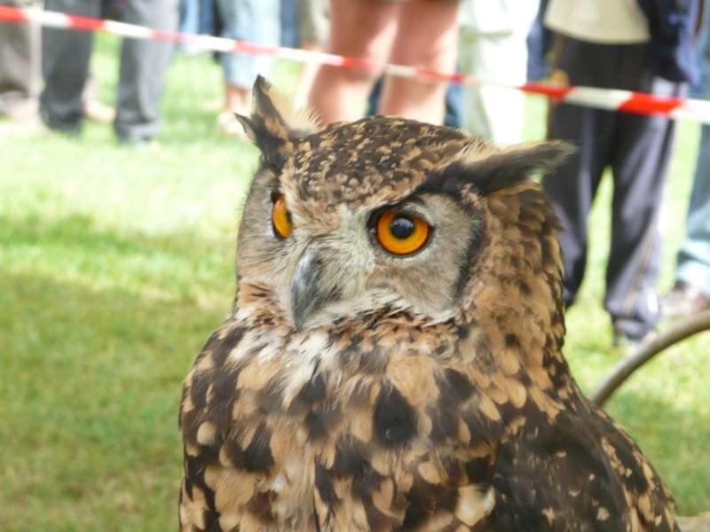 09.08.08 23 Foire aux bestiaux de Fillinges.JPG