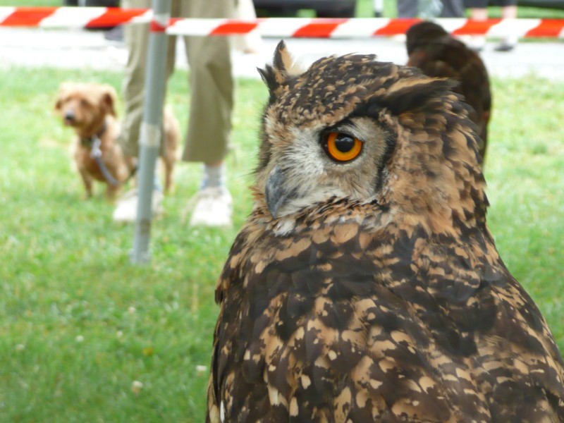 09.08.08 26 Foire aux bestiaux de Fillinges.JPG