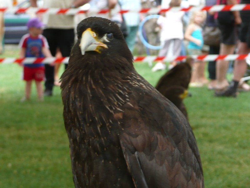 09.08.08 35 Foire aux bestiaux de Fillinges.JPG