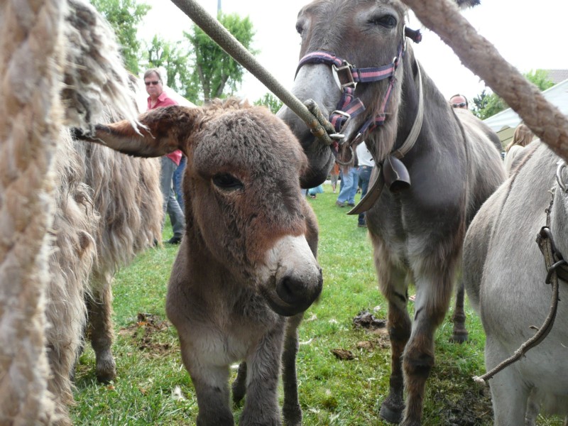 09.08.08 08 Foire aux bestiaux de Fillinges.JPG
