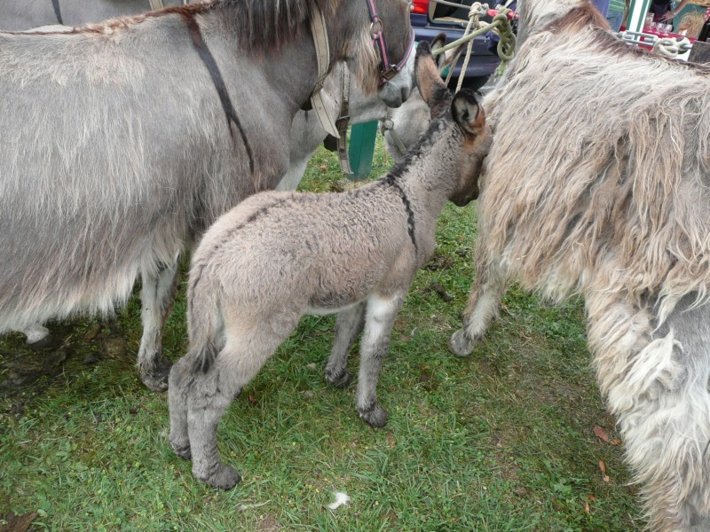 09.08.08 38 Foire aux bestiaux de Fillinges.JPG