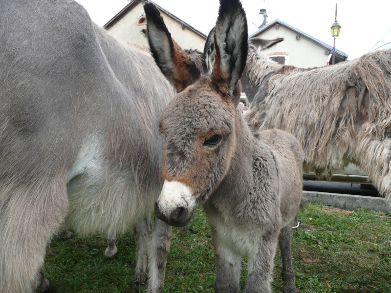 09.08.08 42 Foire aux bestiaux de Fillinges.JPG