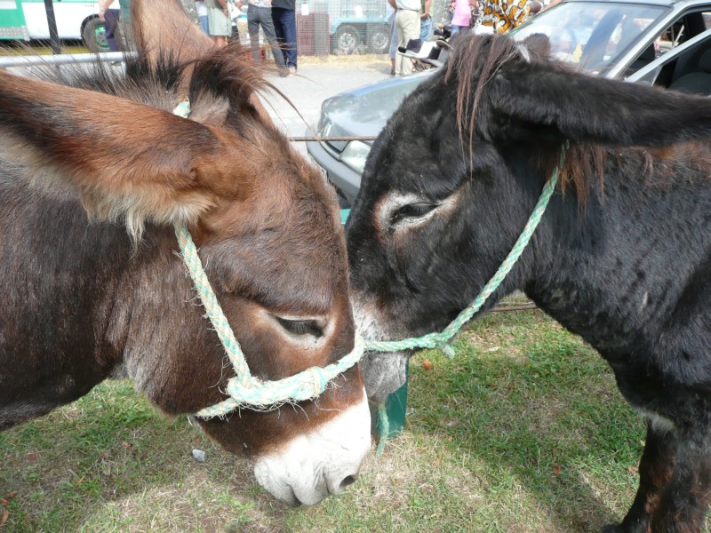 09.08.08 10 Foire aux bestiaux de Fillinges.JPG