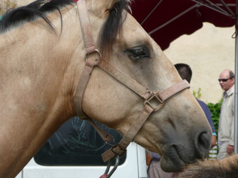 09.08.08 11 Foire aux bestiaux de Fillinges.JPG