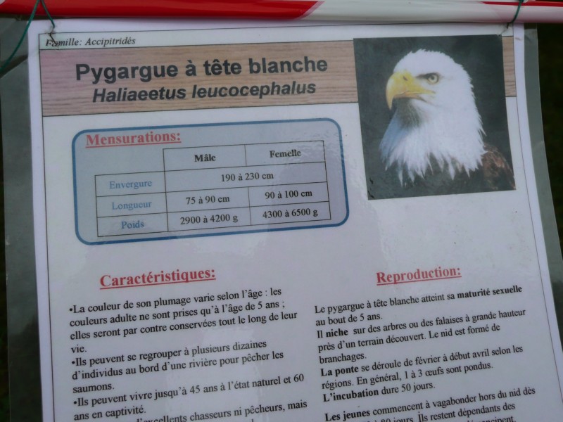 09.08.08 14 Foire aux bestiaux de Fillinges.JPG