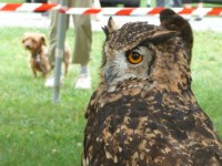 09.08.08 26 Foire aux bestiaux de Fillinges.JPG