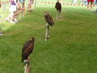 09.08.08 13 Foire aux bestiaux de Fillinges.JPG